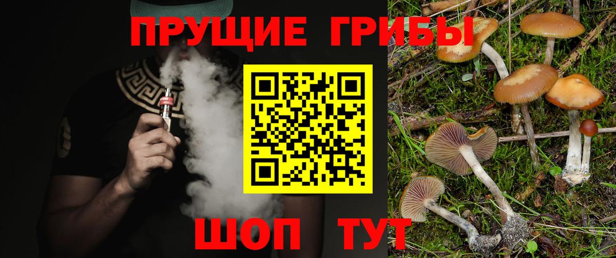 Галлюциногенные грибы Psilocybe Заводоуковск